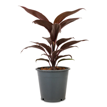 Cordyline Fruticosa Mambo